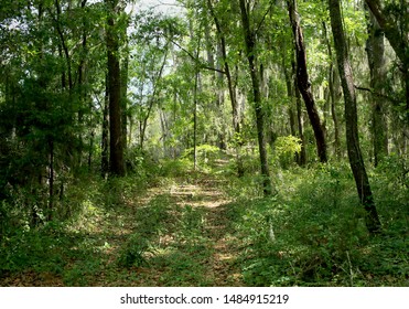 Path through a forest in coastal Georgia, USA