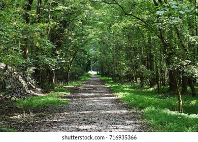 Path through the forest at Cochran Mill Nature Preserve in Chattahoochee Hills, Georgia.