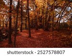 A path through a forest with colorful autumn leaves.