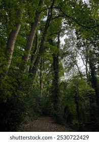 A path through a forest with dwindling light. Green leaves and steeped with memory.