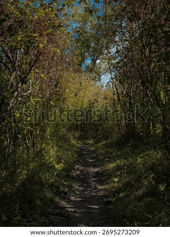 Path through a forest enclosed by tall plants.