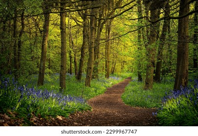 A path through the forest. Forest path landscape. Beautiful forest path. Path in forest - Shutterstock ID 2299967747