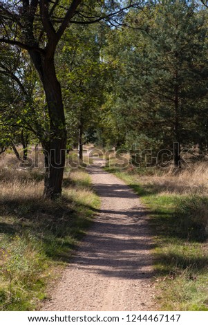Path through forest, Leenderbos; North Brabant; Netherlands
