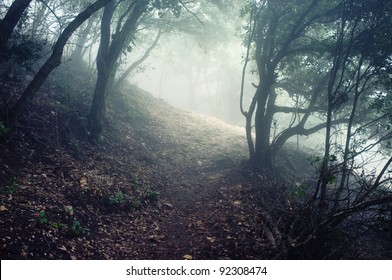 Path through the forest in mountains