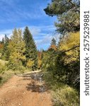 Path through the forest on the mountain - Hiking trail in colorful autumn