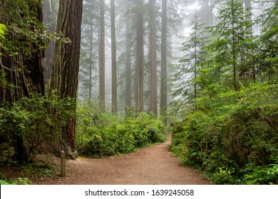 Path through the forest, Redwood National & State Parks, California - Powered by Shutterstock