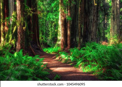 Pad door het bos, Redwoods National & State Parks, Californië