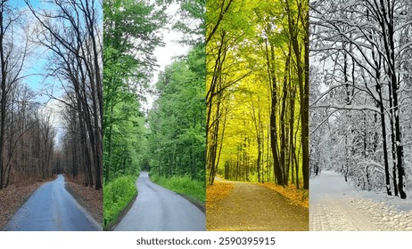Path through the forest of seeing in different seasons. Collage.