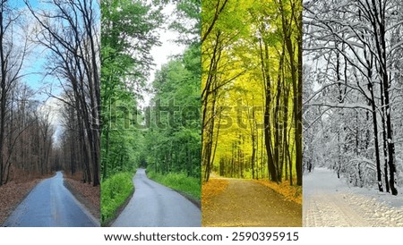Path through the forest of seeing in different seasons. Collage.