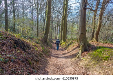 Path through a forest in spring