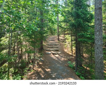 A path through a forest with stone steps built into a hill on it. The paved path is covered in a blanket of fallen pine needles.