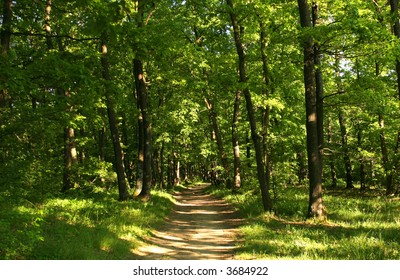Path through a forest in the summer
