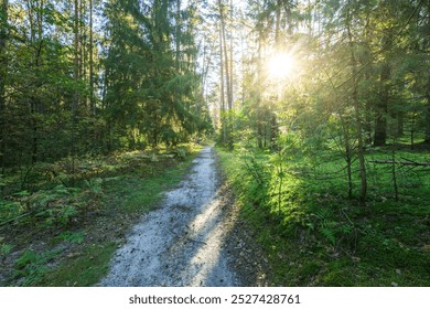 A path through a forest with a sun shining through the trees. The sun is casting a shadow on the ground