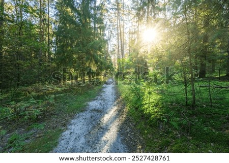 A path through a forest with a sun shining through the trees. The sun is casting a shadow on the ground
