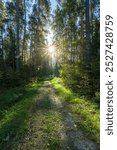 A path through a forest with sunlight shining through the trees. The sunlight is bright and warm, creating a peaceful and serene atmosphere. The trees are tall and green