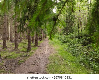 A path through a forest of tall trees