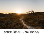 path through the forest towards the sunset