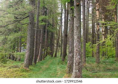 path through the forest with trees 