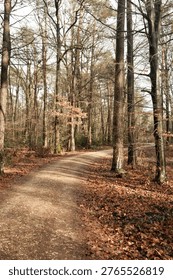 A path through a forest with trees and leaves on the ground. The path is made of dirt and is surrounded by trees