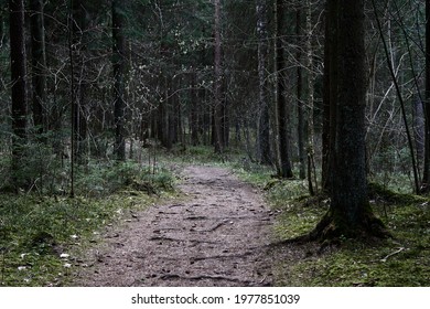 Path Through The Forest Trees, Nature Green Wood 