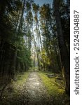 A path through a forest with trees on either side. The path is lined with trees and the sunlight is shining through the leaves