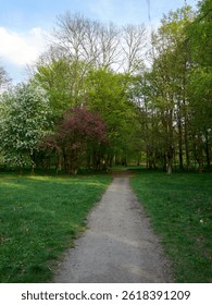 Path through a forest with trees on either side. The path is lined with grass and there are some trees with pink flowers