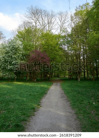 Path through a forest with trees on either side. The path is lined with grass and there are some trees with pink flowers