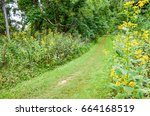 Path through forest with yellow wingstem flowers in Shenandoah valley in Appalachian Blue Ridge mountains in Virginia
