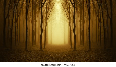 path through a golden forest at sunrise with fog and warm light