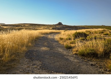 a path through the golden grass
