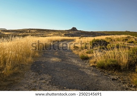 a path through the golden grass
