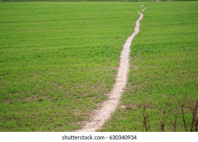 Path through the green field in spring.