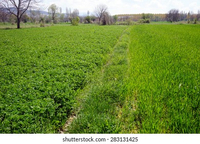 Path through a green meadow      