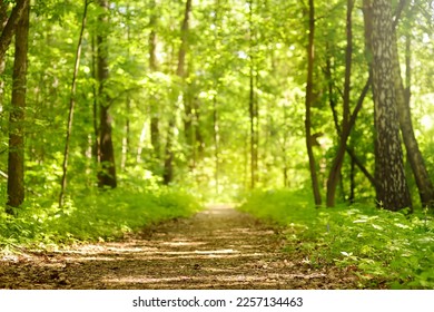 A path through a green sunny spring forest, illuminated by sunlight. Beauty of nature. Blurred background - Shutterstock ID 2257134463