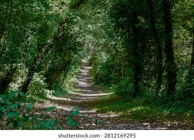 A path through the heart of the forest