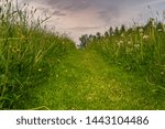 Path through high grass under cloudy sky