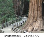 A path through the huge sequoia trees in  the Sequoia National Park.