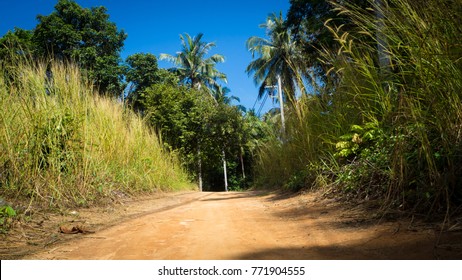path through the jungle
