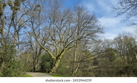 A path through a leafless tree forest under a cloudy sky Hanover Germany - Powered by Shutterstock