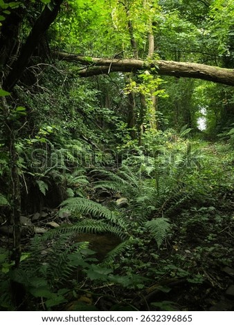 Path through lush Celtic temperate rainforest in West Wales, with fallen tree and ferns