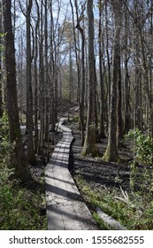 Path Through A Marshy Forest In New Bern