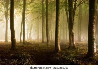 A path through the mist of the forest. Misty forest path. Fog in misty forest. Forest mist in morning