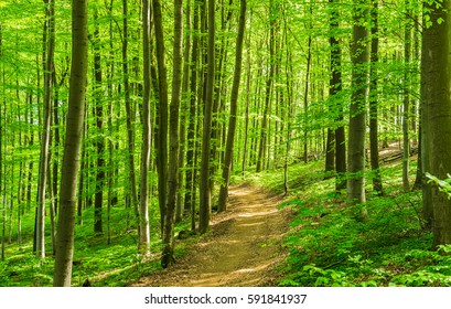 Path through natural forest of beech trees in early spring with fresh green leaves.
