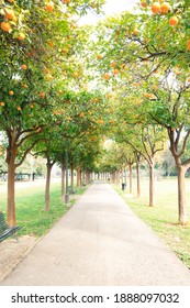 A path through a park full of oranges.