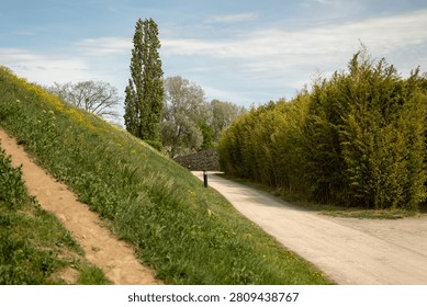 Path through a park lined with trees