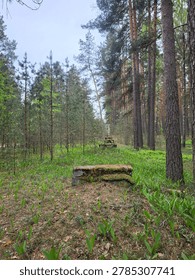 A path through a pine forest