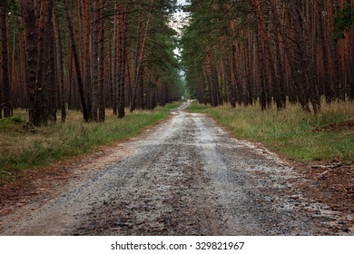 Path Through Pine Forest