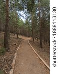 path through a pine forest in Sierra Nevada, there are dry branches on the ground, there are bushes