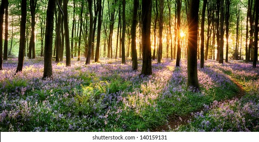 Path Through Bluebells High Res Stock Images Shutterstock