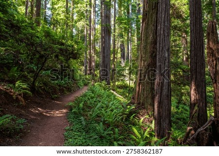 Path Through the Redwoods on the James Irvine Trail Redwoods at Prairie Creek Redwoods State Park, California